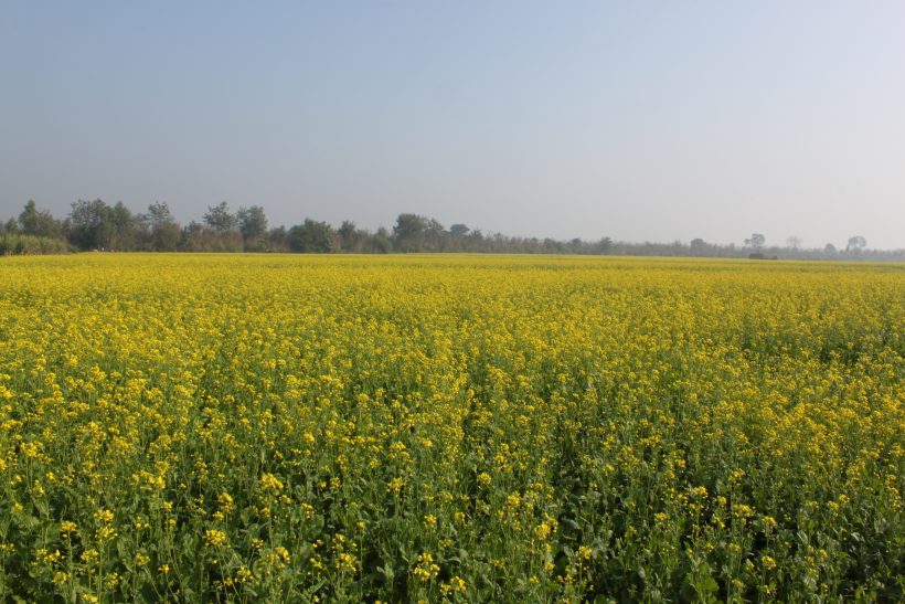 CACP calculations: Rapeseed-mustard MSP has highest margin over output ...