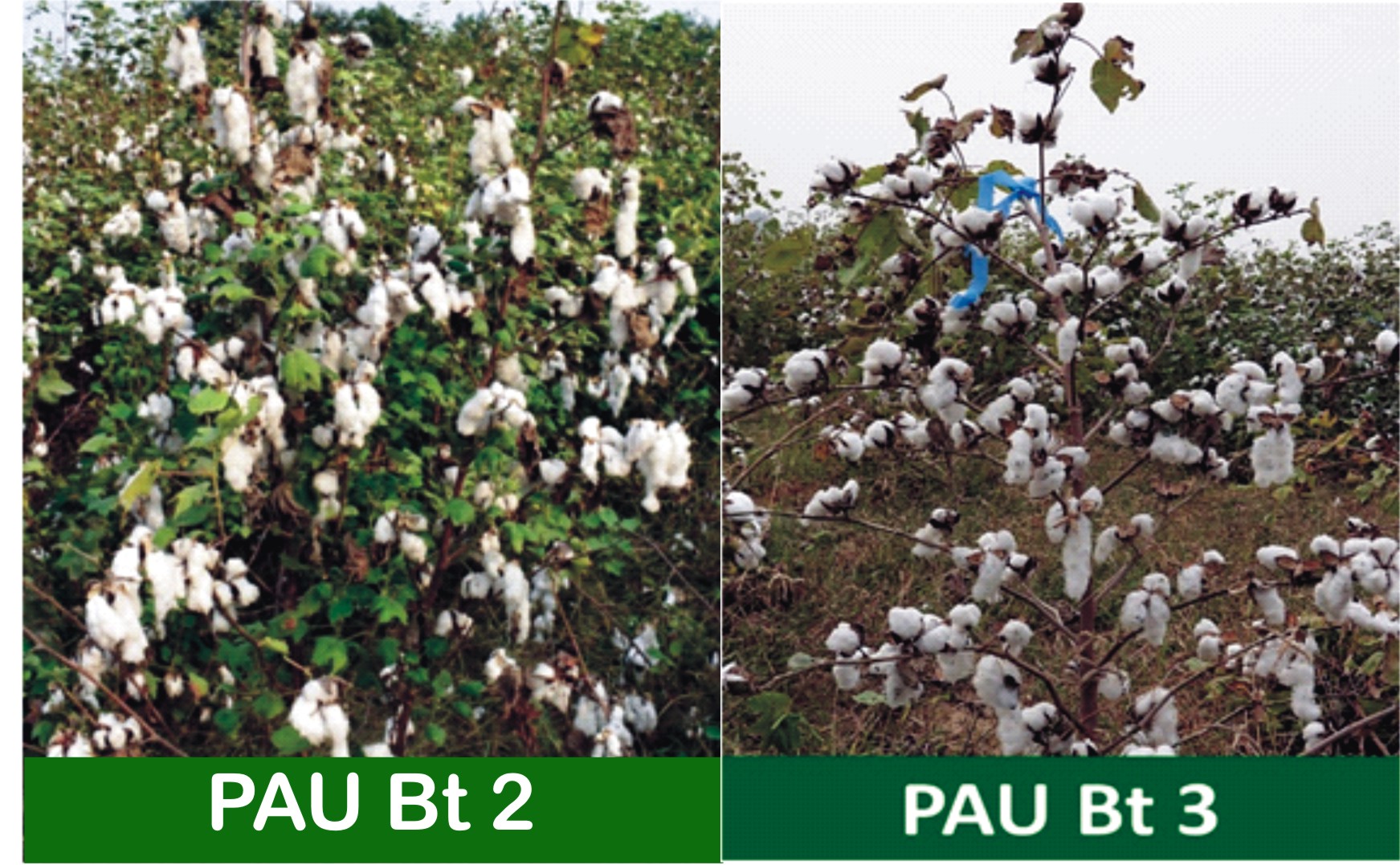 PAU develops, recommends 8 new varieties for general cultivation in ...