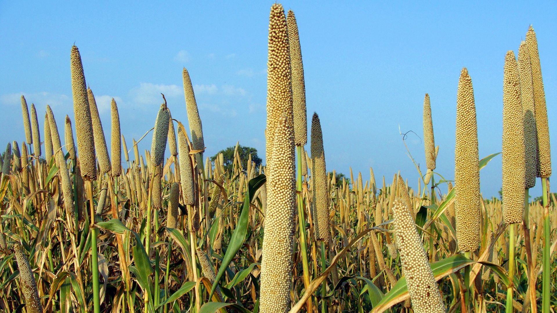 Bajra had highest returns among nutricereals in India during 202223